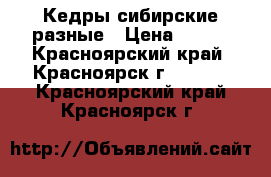 Кедры сибирские разные › Цена ­ 300 - Красноярский край, Красноярск г.  »    . Красноярский край,Красноярск г.